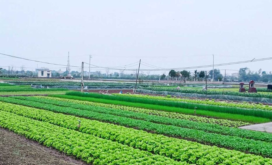 Chi phí chuyển đất nông nghiệp sang đất ở 2026: Cách tính chi tiết và ví dụ thực tế