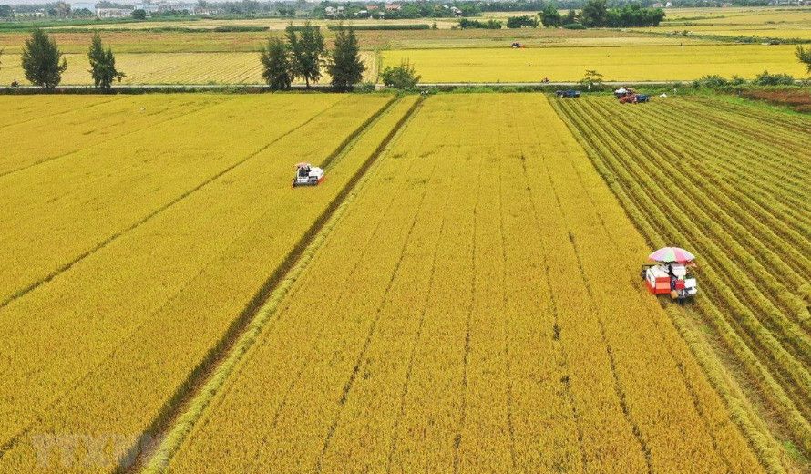 Đất lúa trong khu dân cư có được chuyển sang đất ở không? Giải đáp mới nhất theo Luật Đất đai 2024