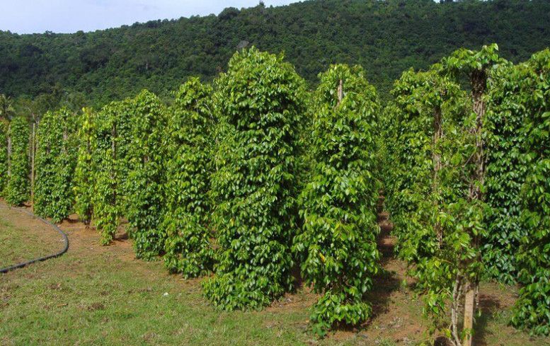 Đất trồng cây lâu năm đã xây nhà có được cấp Sổ đỏ không? Giải đáp mới nhất theo Luật Đất đai 2024
