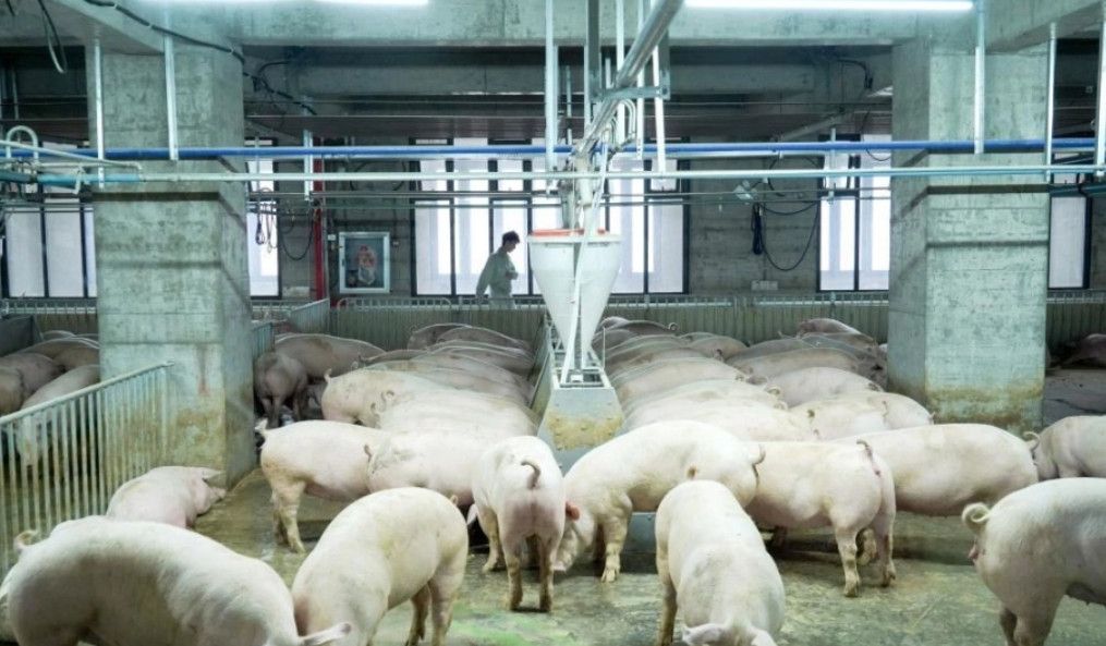 Hà Nội xem xét dự án chăn nuôi lợn công nghệ cao trong nhà cao tầng quy mô 220 ha tại Ba Vì