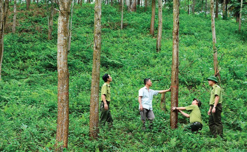 Đất nông, lâm nghiệp Việt Nam suy thoái: Khoảng trống quản lý “sức khỏe đất” ngày càng đáng lo