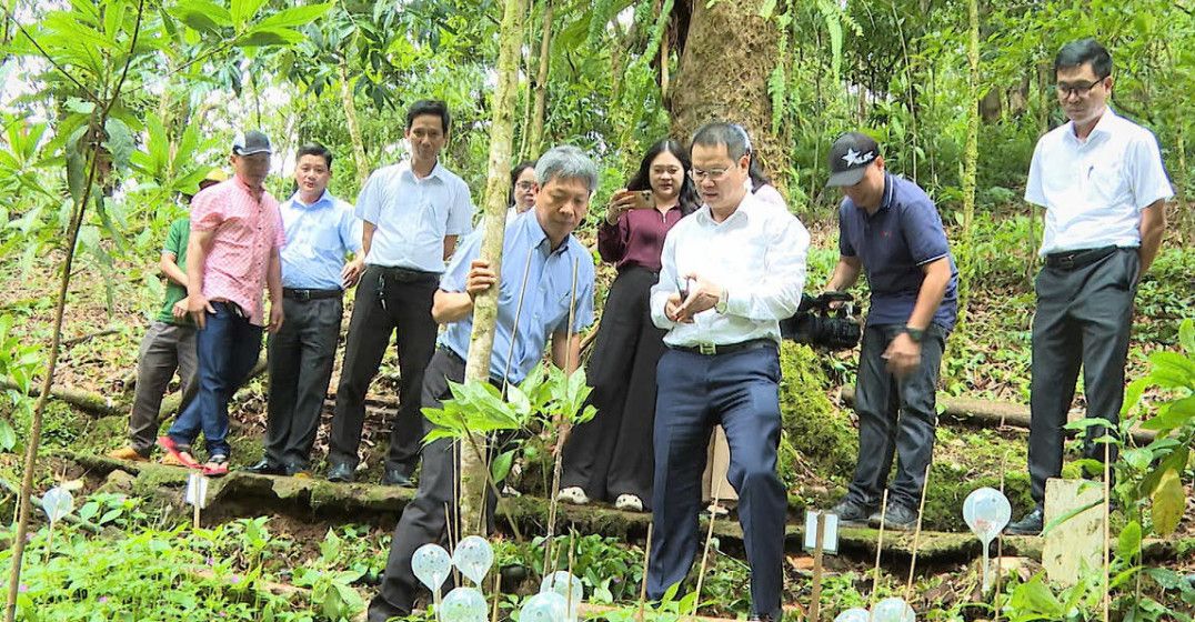 Thaco Agri đề xuất 2 dự án sâm Ngọc Linh và dược liệu quy mô 3.800 ha tại Đà Nẵng