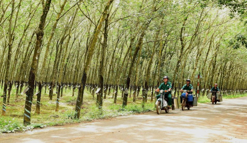 Đồng Nai thu hồi gần 128 ha đất cao su để mở rộng Khu công nghiệp Bắc Đồng Phú, dự kiến tạo việc làm cho 19.000 lao động